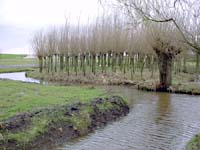 environmental, site specific art - the iron pollard | de ijzeren knot, island and osier environment, Hardinxveld/Giessendam NL - environmental sculpture and landscape design - land art, site specific works, installations and projects