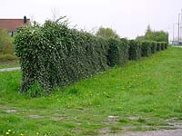 environmental art - site specific sculpture and landscape design - site specific works, installations and projects