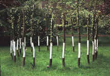 site specific pollard willow installation  - environmental sculpture and landscape design - site specific works, installations and projects